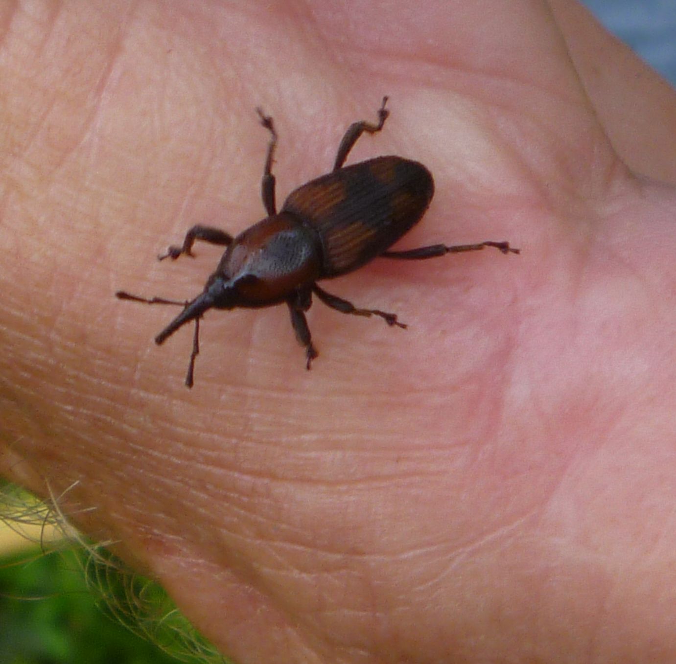 Nasty borers , palm killers ! DISCUSSING PALM TREES WORLDWIDE PalmTalk